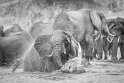 042 Botswana, Chobe NP, olifanten